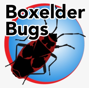 Boxelder Bug Blue Buttom - Enseigner Et Evaluer