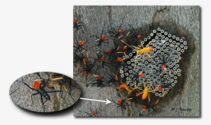 Download Png Image Report - Stink Bug Eggs Hatched