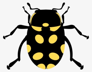 This Free Icons Png Design Of Eriopis Canrash Bug