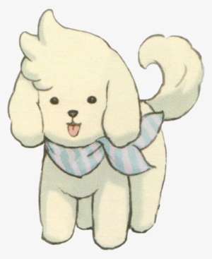 Constantine Casual - Toy Poodle