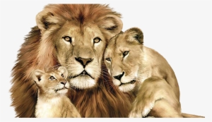 Lions Pride Of Awsome - Lion Lioness And Cub
