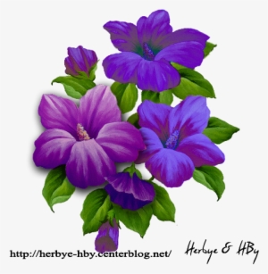 Flowers Png Hibiscus Série - Melastome Family