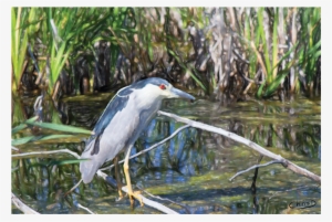 Digital Watercolour And Airbrush Printed On Canvas - Night Heron
