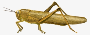 Grasshopper Png