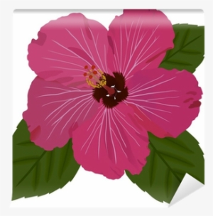 Hawaiian Hibiscus