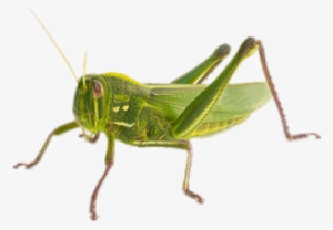 Green Grasshopper - Cricket Insect