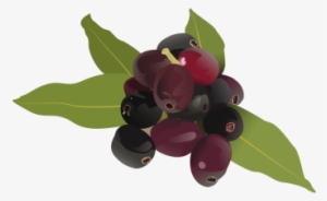 Fruit Drawing Clipart Jamun, Fruit Logo, Set Clipart, - Fruits Drawing Hd