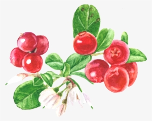 Cranberry
