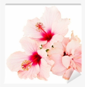 Rosemallows