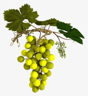 Visceral Intricacy Iv - Grape Drawing