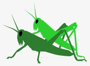 Insect