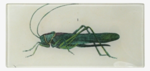 Collection Name - Grasshopper