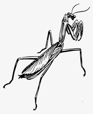 Graphic Black And White Download Clipart Praying Mantid - Praying Mantis Clipart Black And White