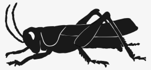 Silhouette Insect Grasshopper Raccoon Pest - Grasshopper