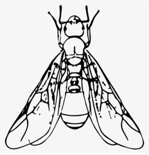 Black Carpenter Ant Beetle Termite Drawing Free Commercial - Ant With Wings Clipart Black And White