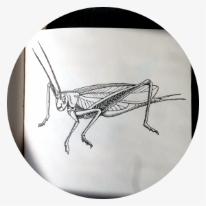 Skippit 1 Circle Ed Small - House Fly