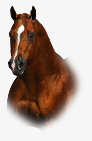 Quarter Horse Png - Transparent Quarter Horse