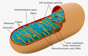 Animal Mitochondrial Diagram - Labeled Diagram Of The Mitochondria