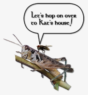 Do I Sound Homesick You Betcha - Locust