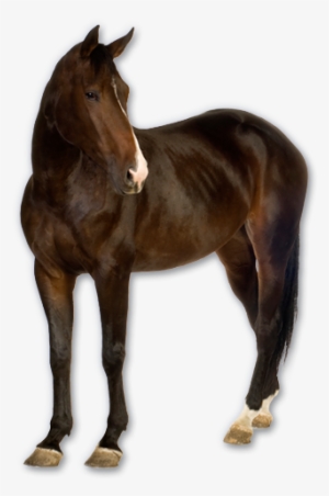 Horse Png Image, Free Download Picture - Real Horse Png