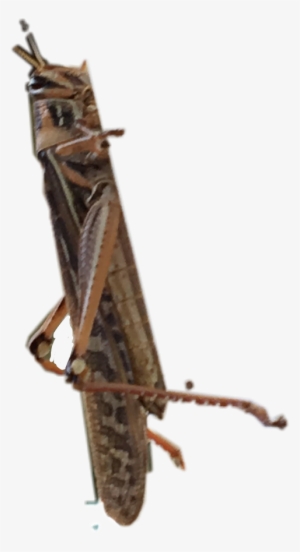Locust