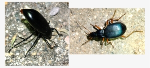 After Renewing That Experience I Did Not Even Try To - Flower Beetles