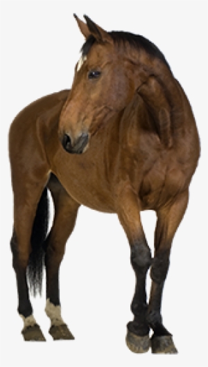Horse Png Free Image Download - First Aid On Animals