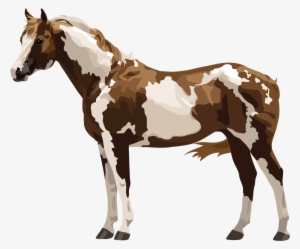 Paint Or Pinto - Mulo Breyer
