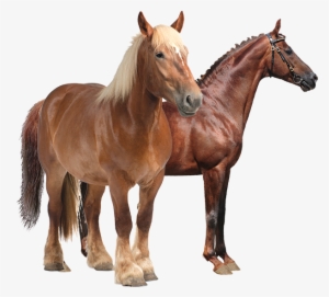 Productanimals Horse Transparent - Mug Cheval De Trait