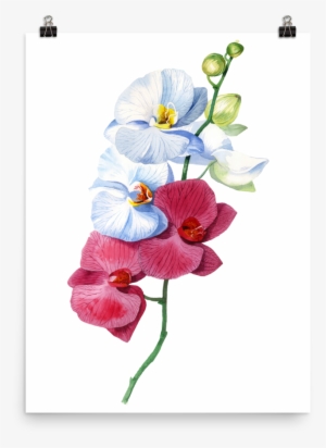Bright And Colourful Orchid Watercolour Matte Poster - Orchid Watercolour