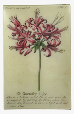 Png Transparent Stock Guernsey Lily Floral John