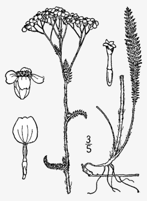 Achillea Millefolium Occidentalis Drawing - Yarrow Drawing