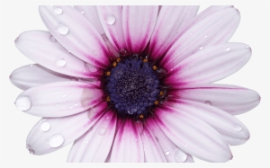 Freetoedit Png Flower With A Transparent Background - African Daisy