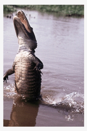 2 Seats On Annie Miller's Son's Swamp - American Alligator