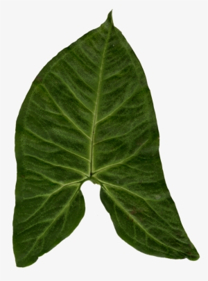 Ivy Clipart Big Leaf - Blender