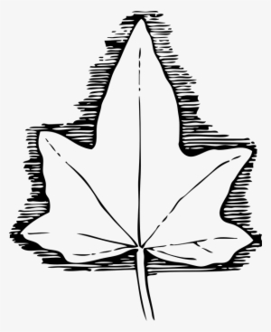 Drawn Ivy Ivy Leaf - Ivy Leaf Template