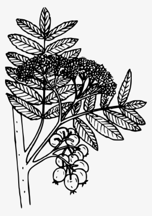 This Free Icons Png Design Of Mountain Ash