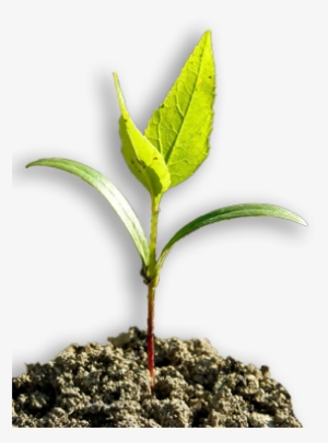 Image Of A White Ash Tree Seedling - Ash