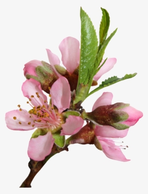 Blossom Png Transparent Image - Flor De Durazno Planta
