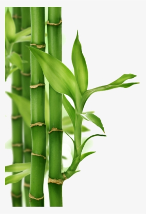 Cañas De Bambu Png