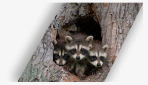 Liddle Rascals - Raccoon Den