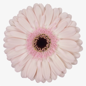 Facetime® - Transvaal Daisy