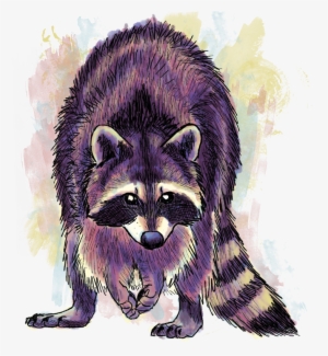 Drawings And Digital Paintings - Purple Raccoon