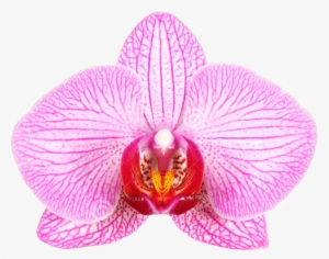 Female Genital Surgery Vaginal Rejuvenation - Flowers That Look Like Female Genitila