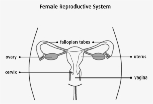 Diagram Of The Female Reproductive System - Female Reproductive System Diagram Black And White