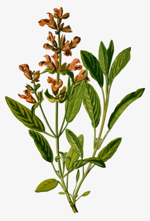 This Free Icons Png Design Of Sage