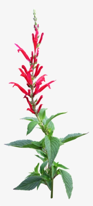 Herb, Pineapple Sage, Flower, Organic - Flower Garden Blue Png