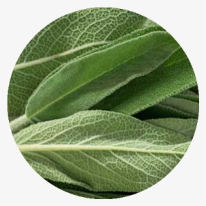 Sage - Common Sage