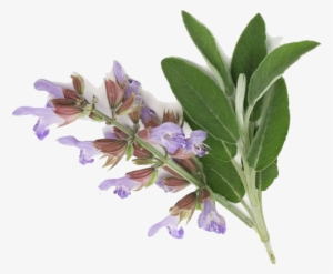 Clary Sage Essential Oil Edible - Clary Sage Png