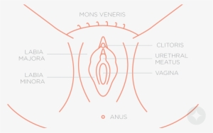 Anatomy Of The Vulva - Diagram